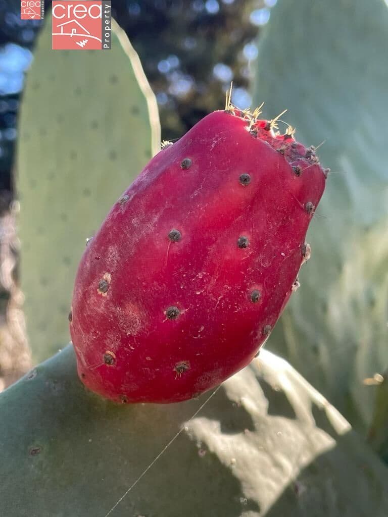 7 soveværelse Finca/Landehus til salg i Los Narejos med swimmingpool - € 519.900 (Ref: 8000781)