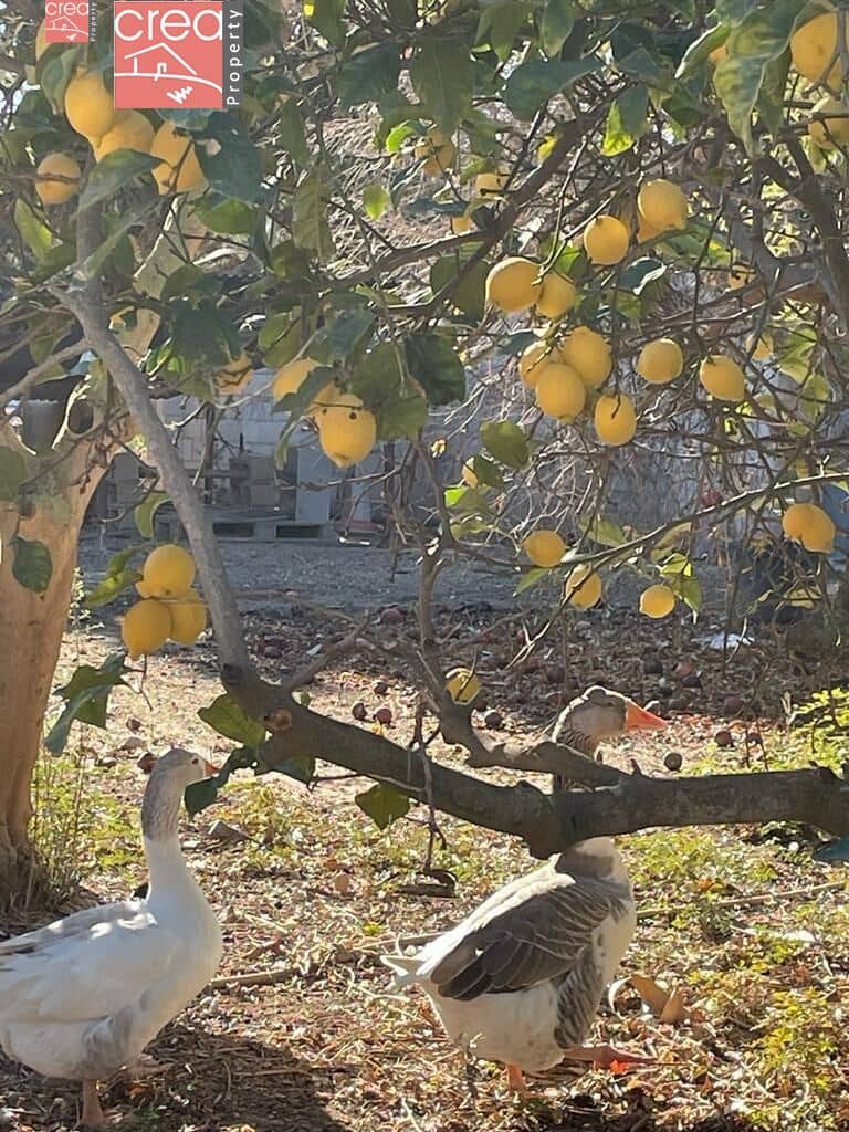 7 soveværelse Finca/Landehus til salg i Los Narejos med swimmingpool - € 519.900 (Ref: 8000781)