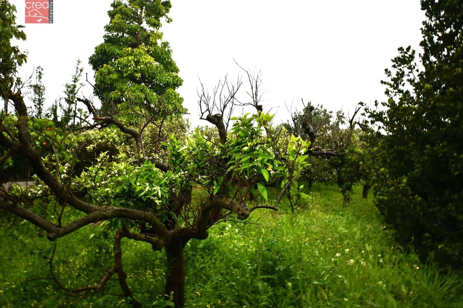 Byggegrund til salg i Aljucer - € 132.000 (Ref: 8934953)