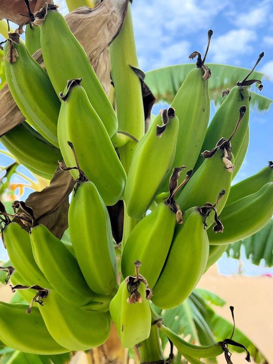 4 Zimmer Villa zu verkaufen in Los Urrutias mit Garage - 549.000 € (Ref: 9311052)