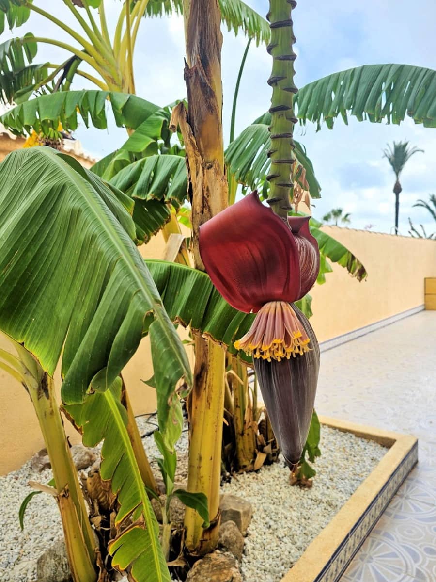 4 Zimmer Villa zu verkaufen in Los Urrutias mit Garage - 549.000 € (Ref: 9311052)