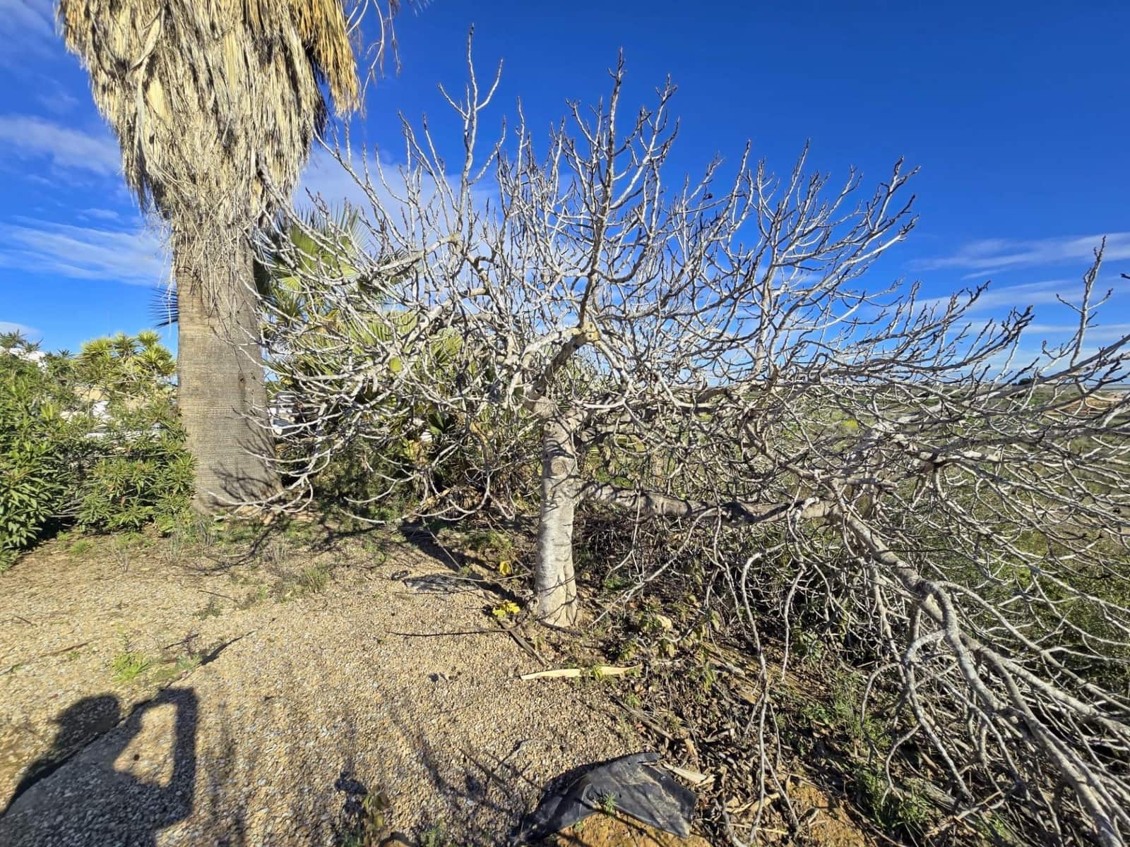 3 makuuhuone Maalaistalo myytävänä paikassa Sucina mukana 
autotalli - 270 000 € (Ref: 9605163)