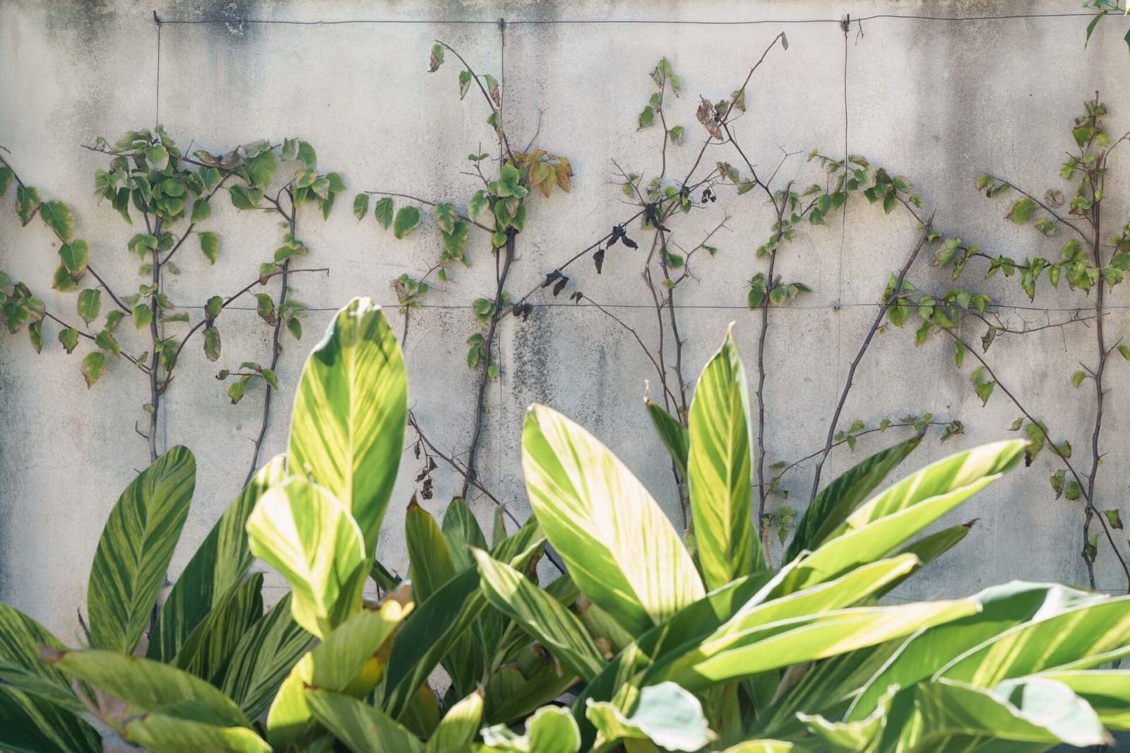 7 soverom Villa til salgs i Los Monteros med svømmebasseng garasje - € 10 955 000 (Ref: 9012144)