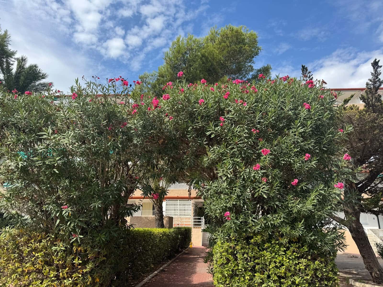 1 soveværelse Lejlighed til salg i Guardamar del Segura med swimmingpool - € 83.000 (Ref: 10120423)