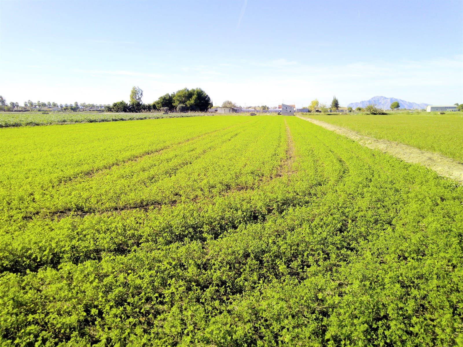 Grunde uden byggetilladelser til salg i Dolores - € 98.000 (Ref: 5692320)