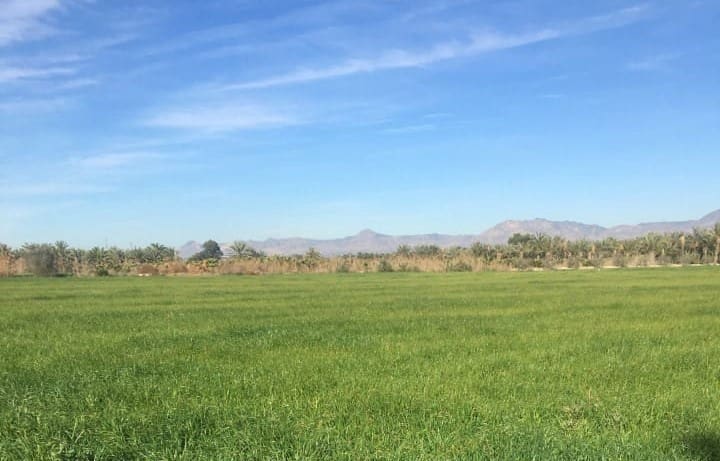 Grunde uden byggetilladelser til salg i Crevillente / Crevillent - € 90.000 (Ref: 7715901)