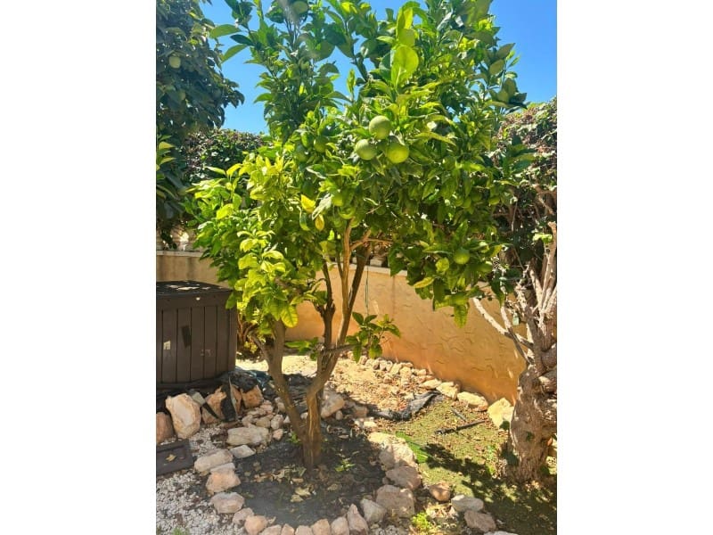 2 Zimmer Villa zu verkaufen in Orihuela Costa mit Pool - 215.000 € (Ref: 10078241)