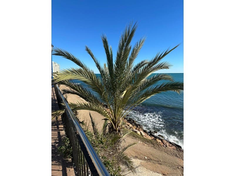 2 chambre Appartement à vendre à Punta Prima avec garage - 289 995 € (Ref: 9504721)