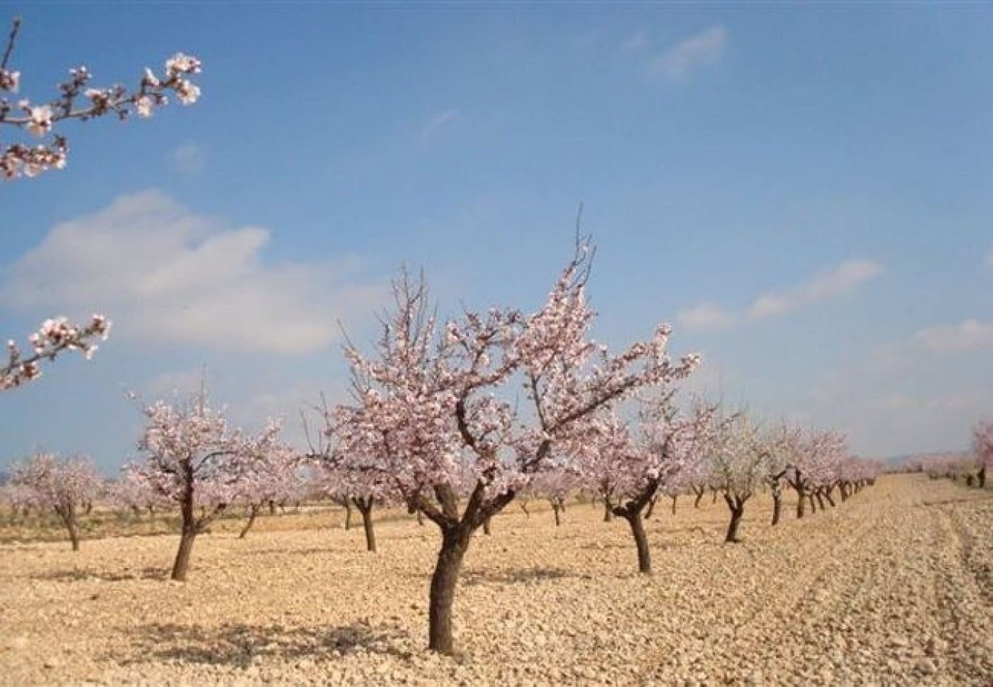 3 soveværelse Villa til salg i La Romana med swimmingpool - € 345.000 (Ref: 4622908)