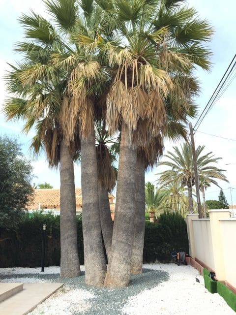 4 slaapkamer Villa te koop in Cabo Roig met zwembad garage - € 1.090.000 (Ref: 3287509)