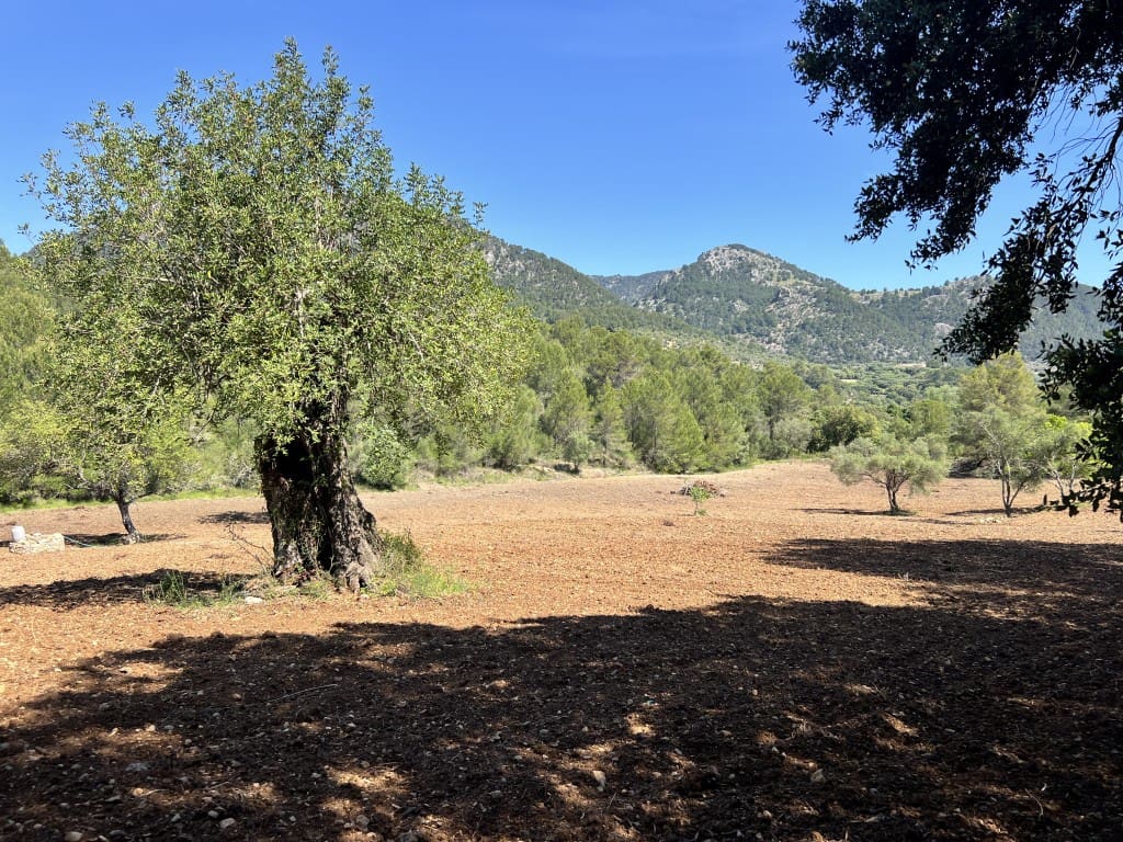 Teren niezagospodarowany na sprzedaż w Selva - 1 100 000 € (Ref: 8988801)