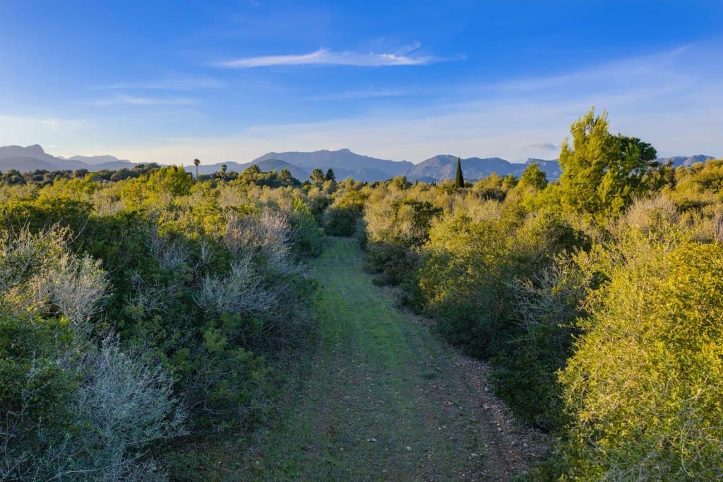 Terre non Aménagée à vendre à Alcudia - 890 000 € (Ref: 9448883)