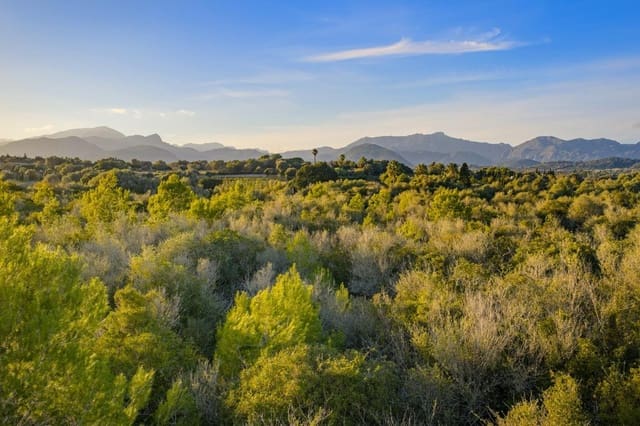 Terre non Aménagée à vendre à Alcúdia - 890 000 € (Ref: 9448883)