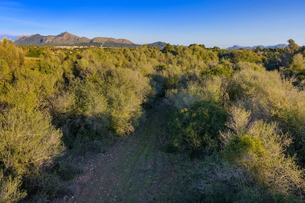 Terre non Aménagée à vendre à Alcudia - 890 000 € (Ref: 9448883)