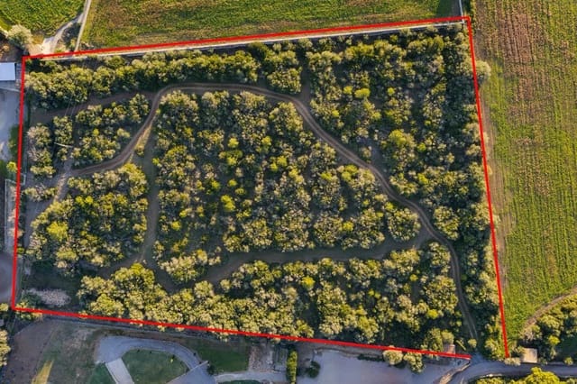 Terre non Aménagée à vendre à Alcúdia - 890 000 € (Ref: 9448883)