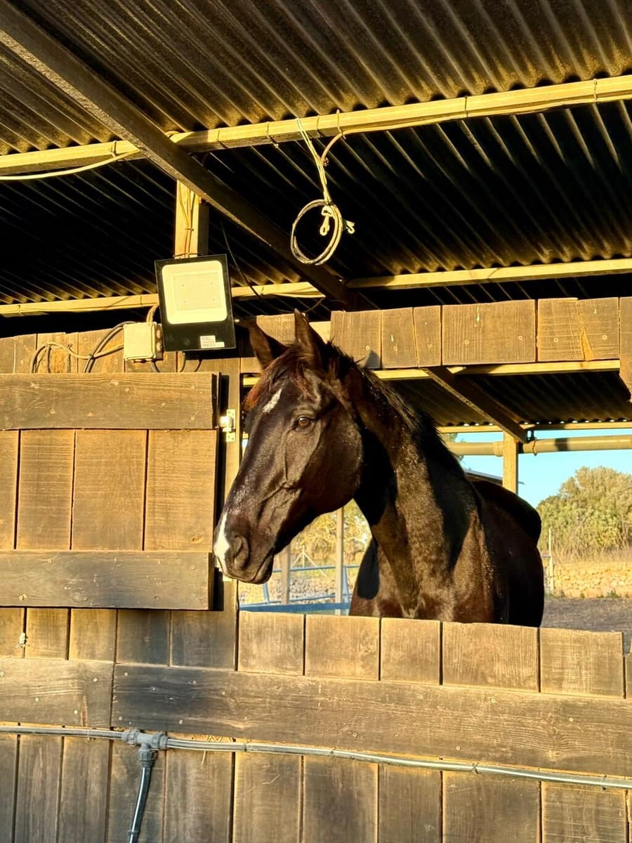 2 bedroom Villa for sale in Costitx - € 1,350,000 (Ref: 9735350)
