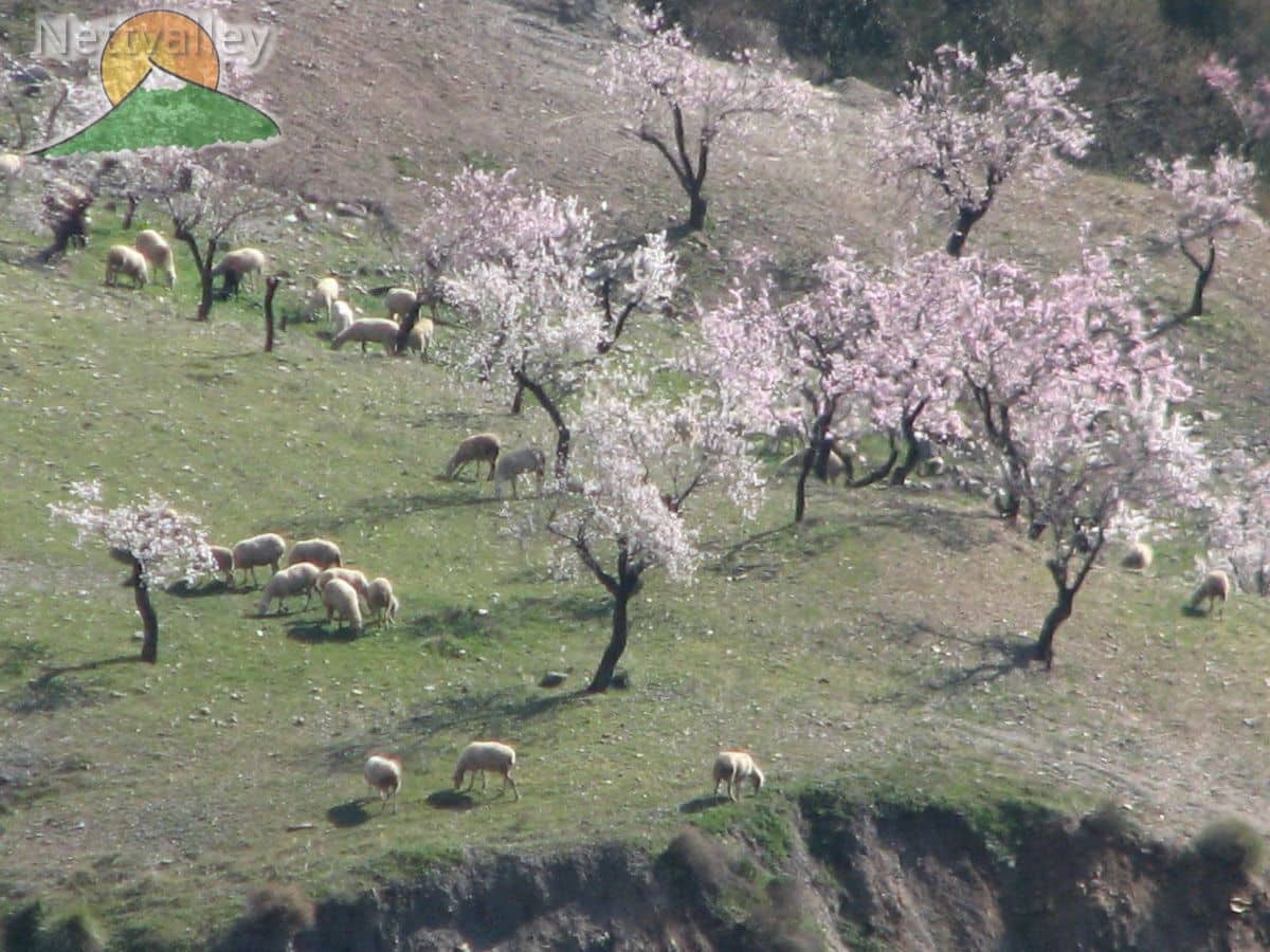 5 soverom Hus til salgs i Lecrin - € 572 400 (Ref: 6597144)