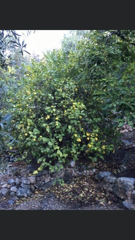 1 soveværelse Byhus til salg i El Pinar - € 52.300 (Ref: 6842882)