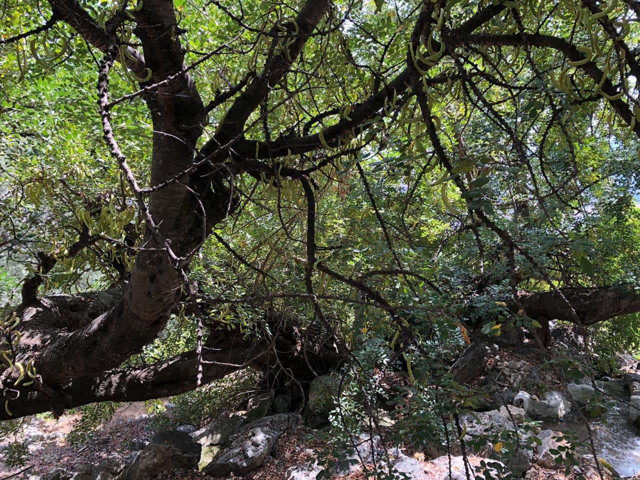 1 soveværelse Byhus til salg i El Pinar - € 52.300 (Ref: 6842882)