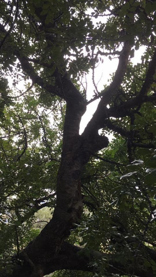 1 soveværelse Byhus til salg i El Pinar - € 52.300 (Ref: 6842882)