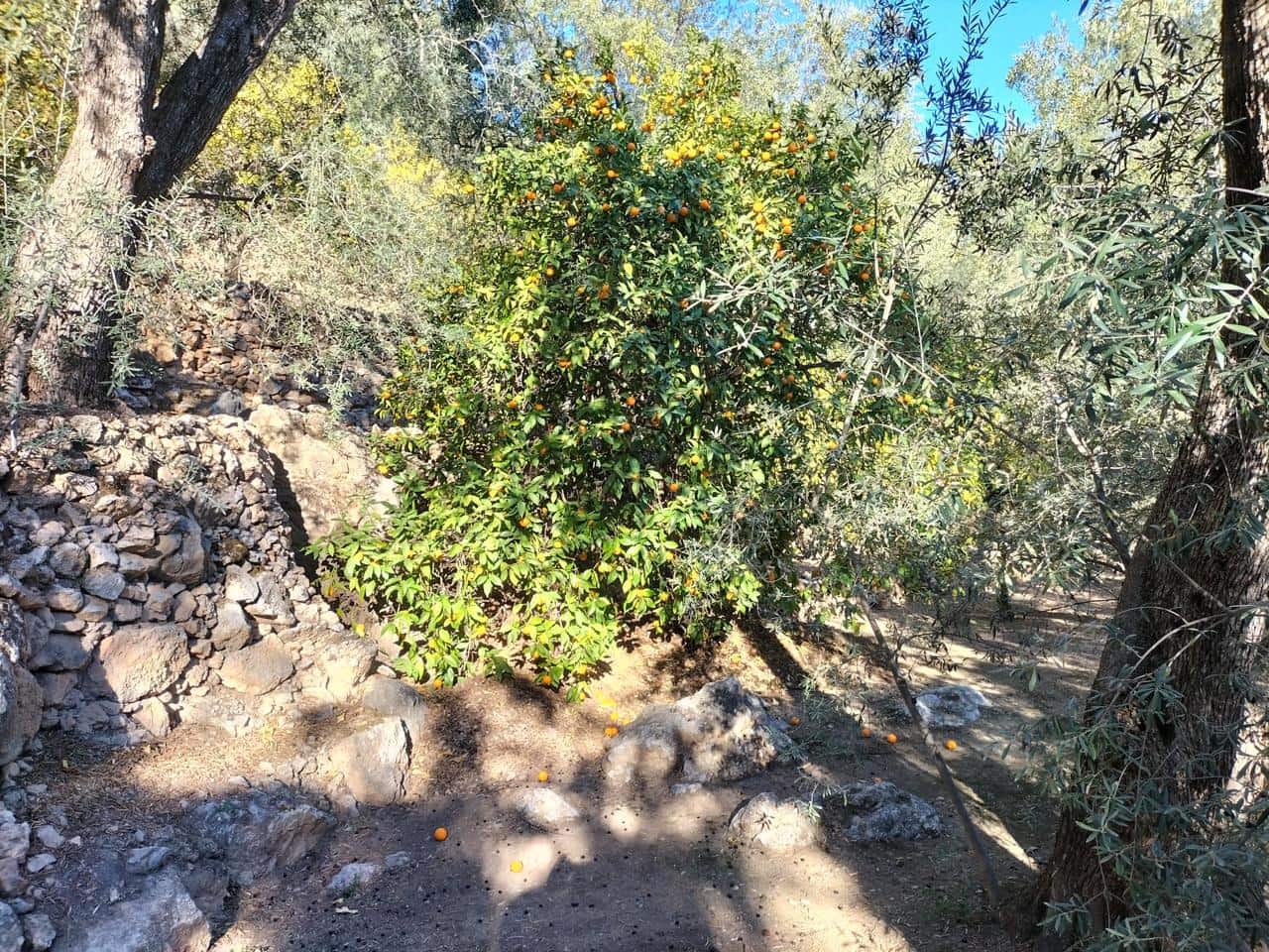 1 soveværelse Byhus til salg i El Pinar - € 52.300 (Ref: 6842882)