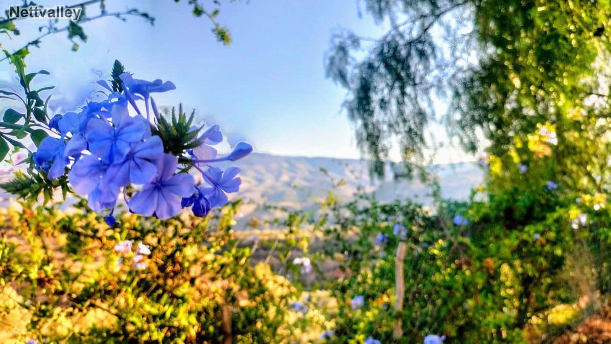 7 soveværelse Byhus til salg i El Pinar - € 272.100 (Ref: 7737223)