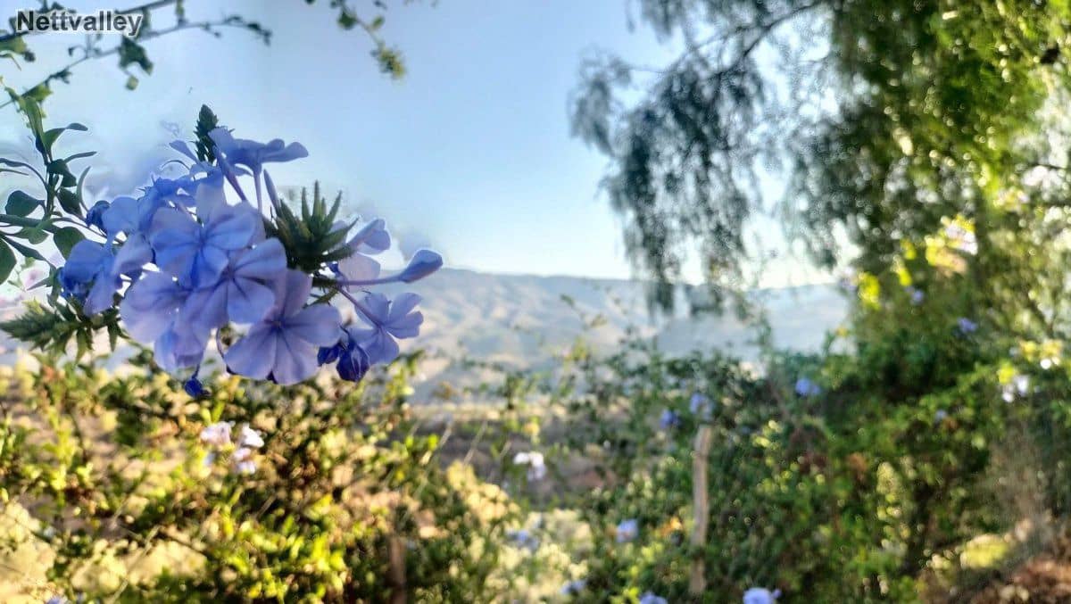 7 soveværelse Byhus til salg i El Pinar - € 272.100 (Ref: 7737223)