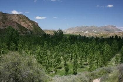 Finca/Landehus til salg i Benalua de Guadix - € 980.610 (Ref: 8011076)