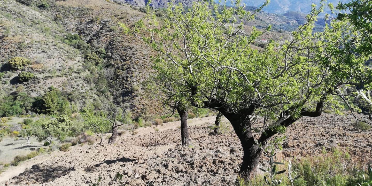 2 quarto Casa em Banda para venda em El Pinar - 200 000 € (Ref: 8011077)