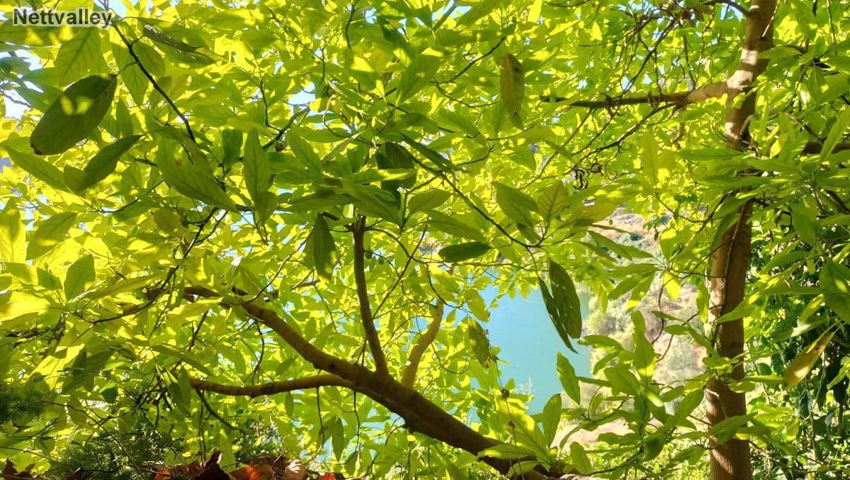 Finca/Landehus til salg i Pinos del Valle - € 42.000 (Ref: 8392602)