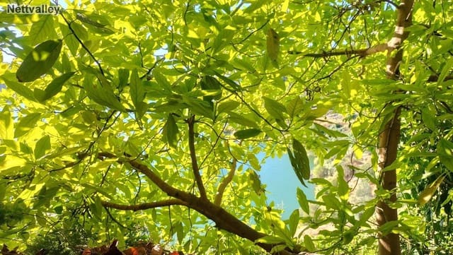 Finca/Landehus til salg i Pinos del Valle, El Pinar - € 42.000 (Ref: 8392602)