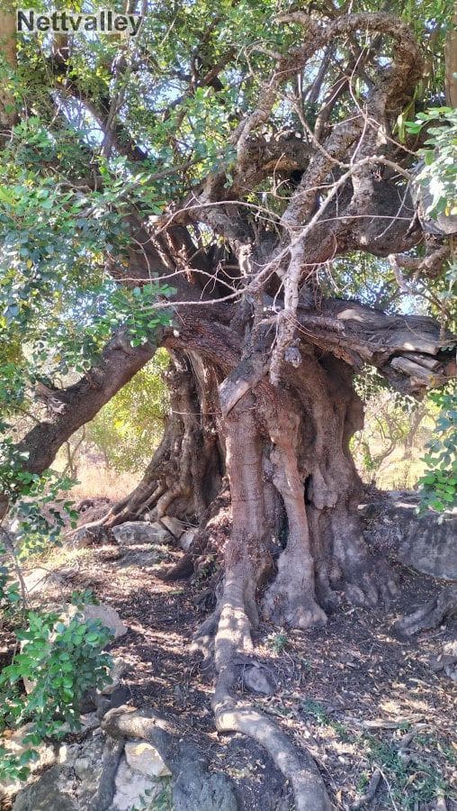 Finca/Landehus til salg i Pinos del Valle - € 42.000 (Ref: 8392603)