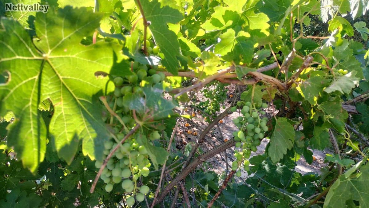 Finca/Landehus til salg i Pinos del Valle - € 42.000 (Ref: 8392603)