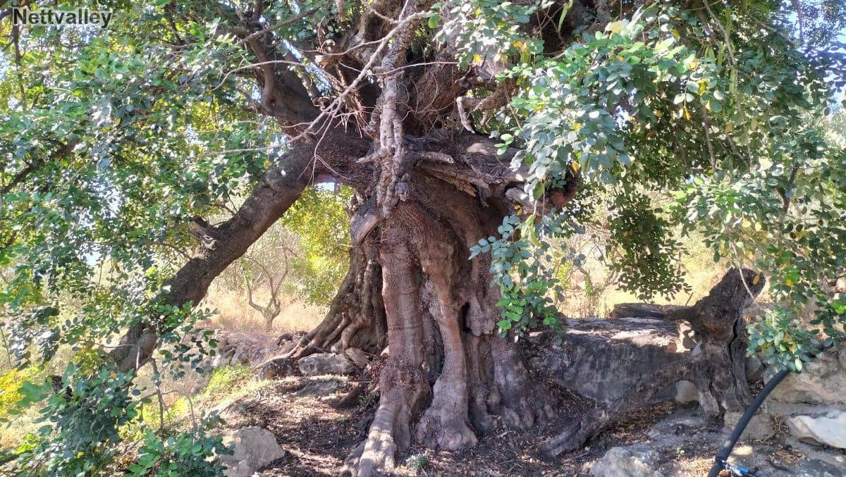 Finca/Landehus til salg i Pinos del Valle - € 42.000 (Ref: 8392603)