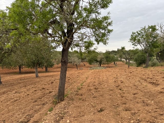 Mark till salu i Porreres - 95 000 € (Ref: 9060402)