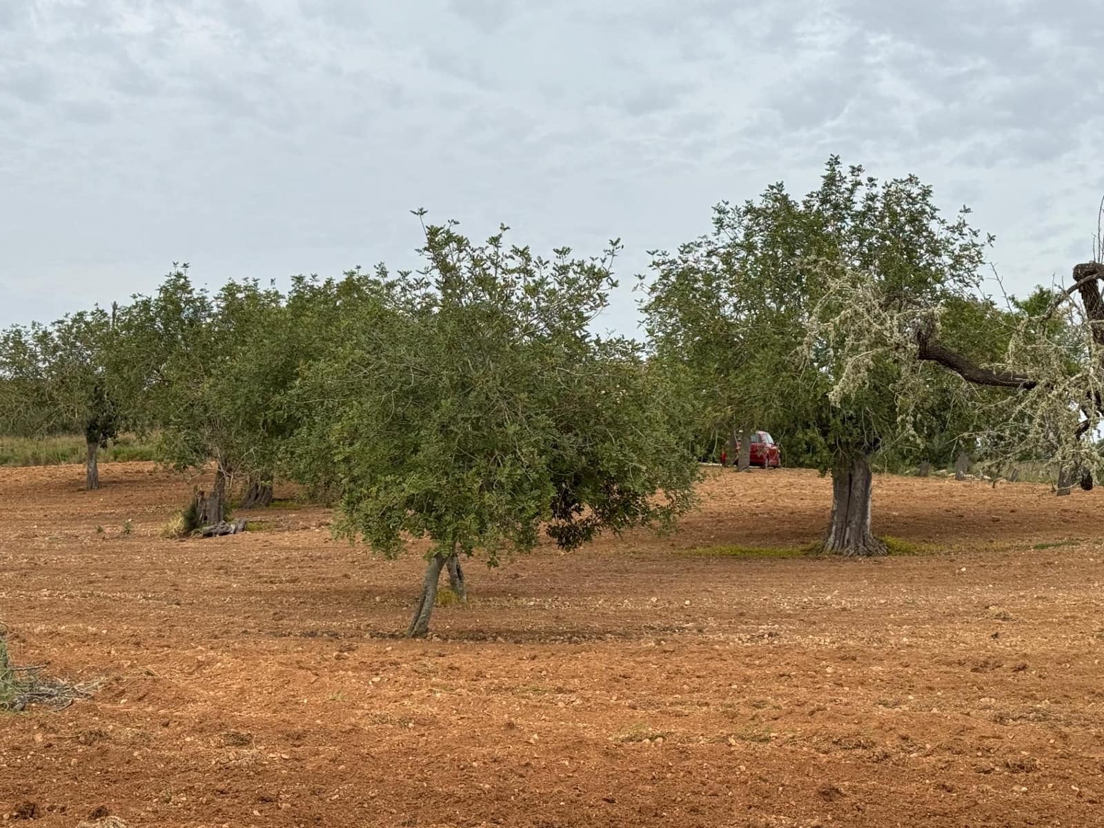 Grunde uden byggetilladelser til salg i Porreres - € 95.000 (Ref: 9060402)