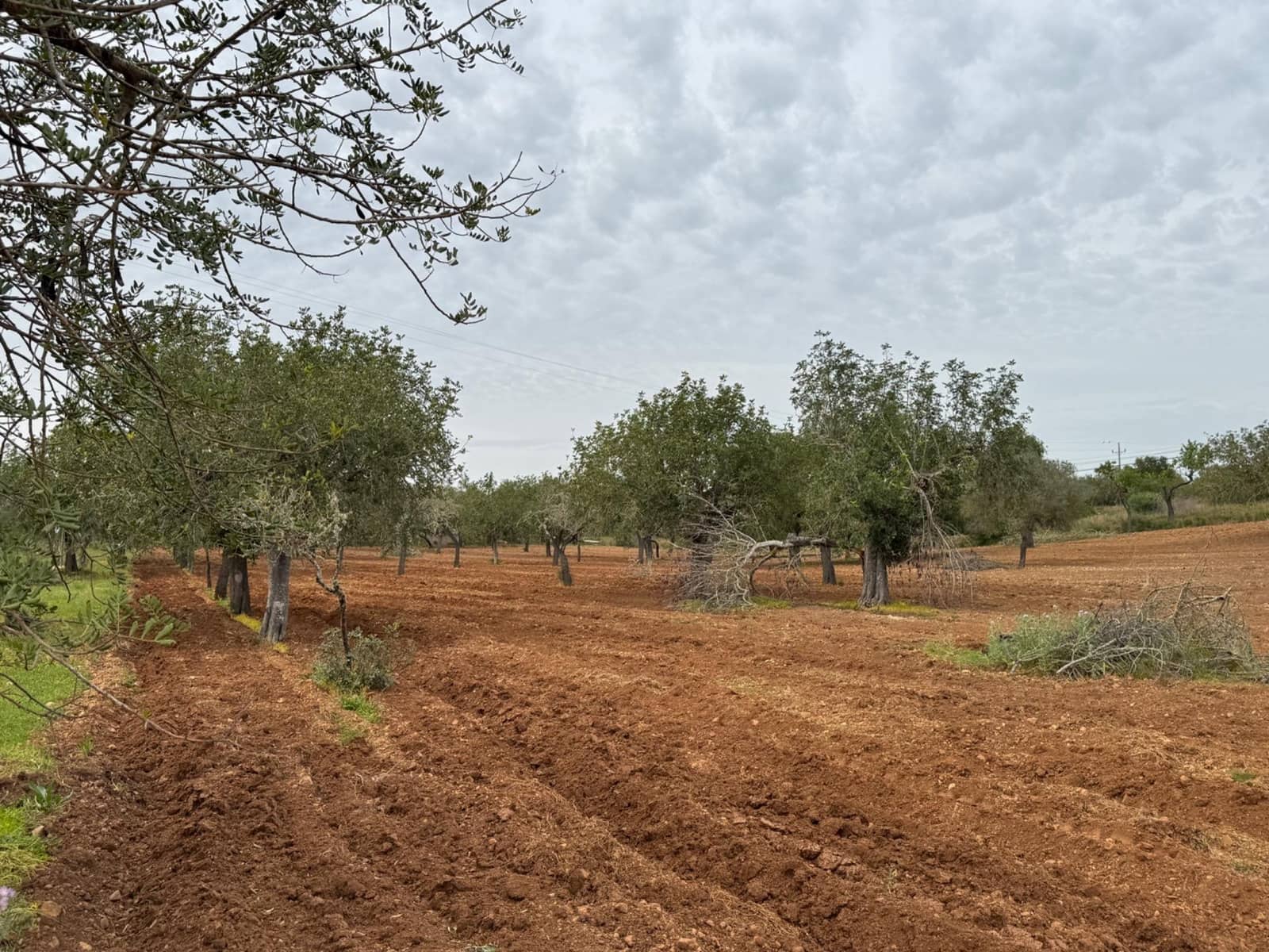 Grunde uden byggetilladelser til salg i Porreres - € 95.000 (Ref: 9060402)