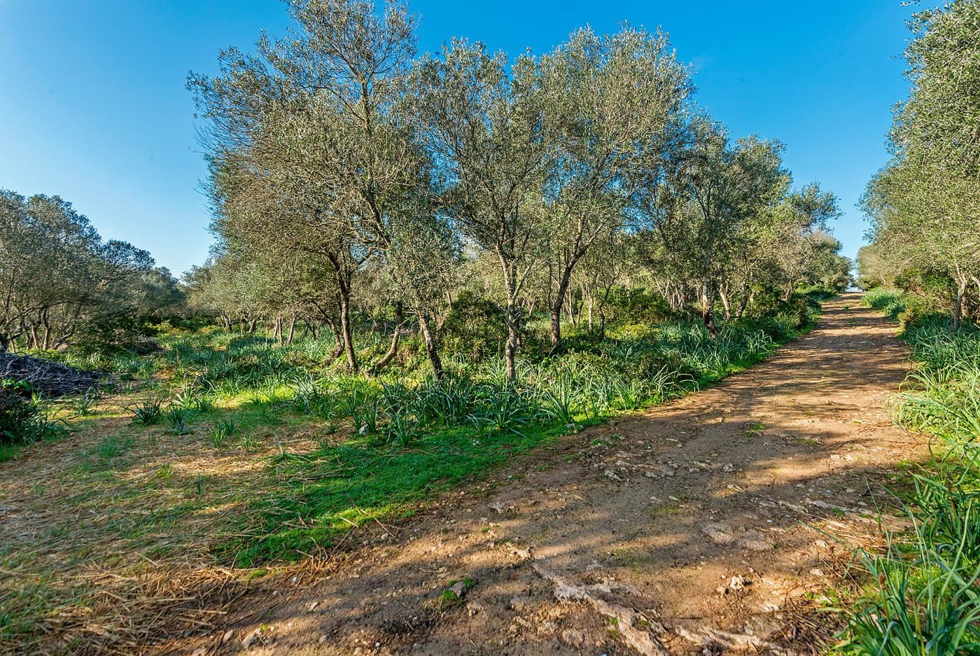 Finca/Landehus til salg i Inca - € 850.000 (Ref: 7638007)