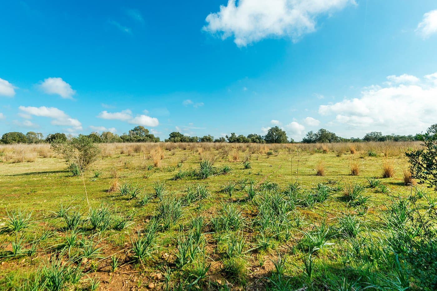 Finca/Landehus til salg i Inca - € 850.000 (Ref: 7638007)