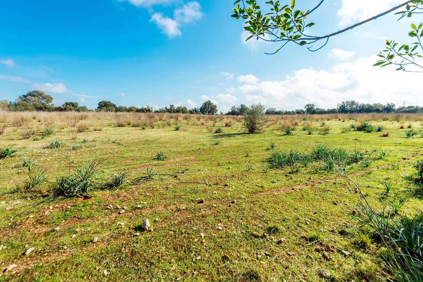 Finca/Landehus til salg i Inca - € 850.000 (Ref: 7638007)