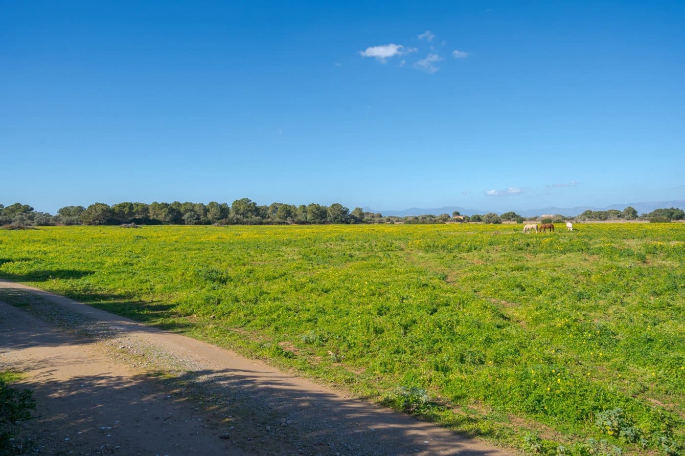 5 soveværelse Finca/Landehus til salg i Puig de Ros med garage - € 8.000.000 (Ref: 7638076)