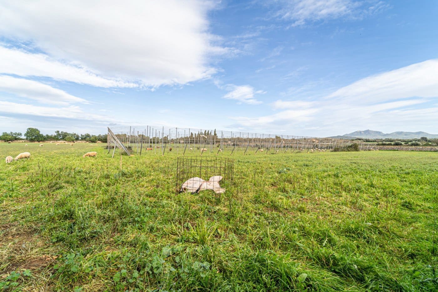 5 chambre Finca/Maison de Campagne à vendre à Felanitx avec garage - 1 650 000 € (Ref: 7638109)