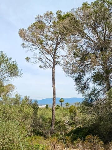 Byggetomt til salgs i L'Aranjassa / S'Aranjassa, Palma de Mallorca - € 475 000 (Ref: 7638217)