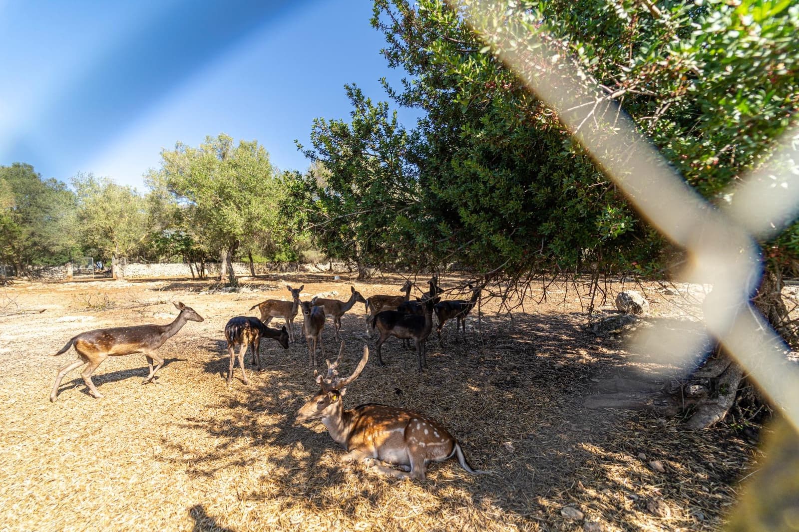 7 soveværelse Finca/Landehus til salg i Lloret de Vista Alegre med swimmingpool garage - € 3.800.000 (Ref: 7840767)