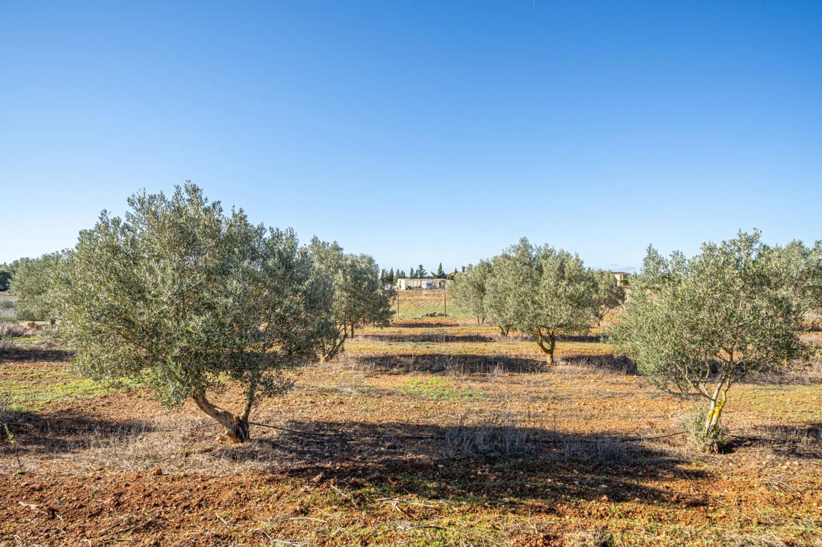 1 sypialnia Finka/Dom wiejski na sprzedaż w Llucmajor z basenem garażem - 425 000 € (Ref: 9353467)