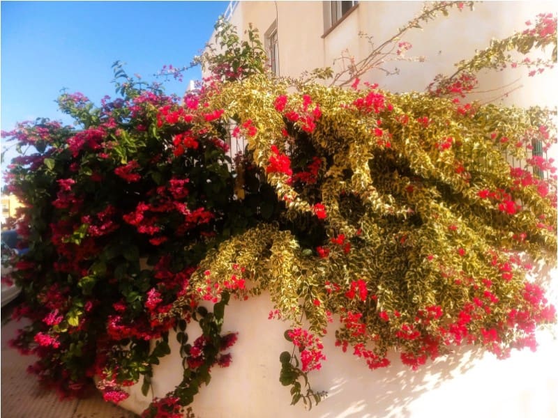 2 bedroom Apartment for sale in Palomares - € 135,000 (Ref: 9491303)