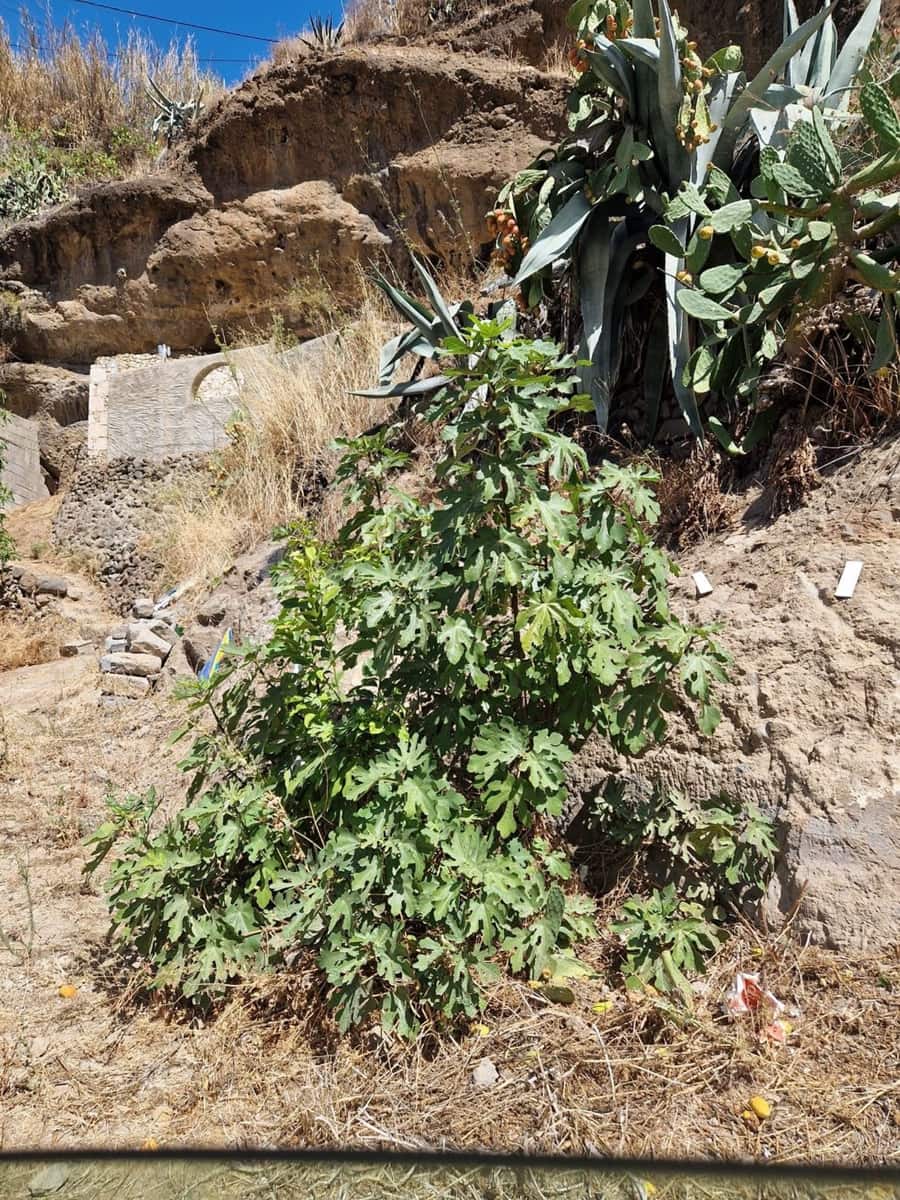 3 bedroom Finca/Country House for sale in Galdar with garage - € 69,500 (Ref: 9585411)