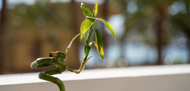 2 slaapkamer Appartement te koop in Barrio del Centro, Alicante stad - € 1.100.000 (Ref: 8666077)