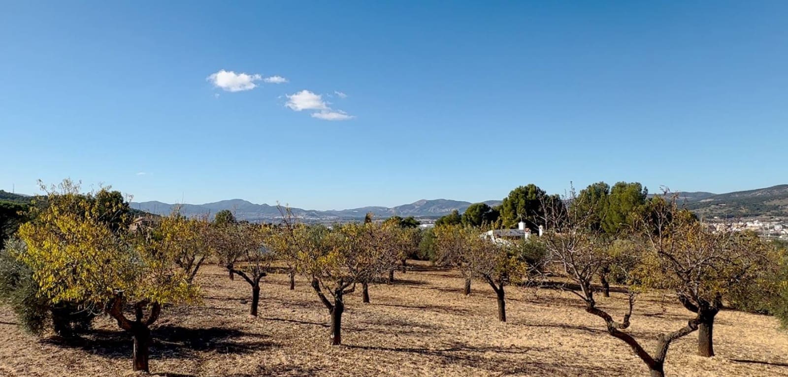 Byggegrund til salg i Ibi - € 159.000 (Ref: 8713009)