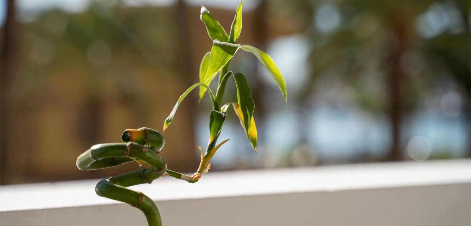 2 bedroom Apartment for sale in Alicante / Alacant city - € 1,100,000 (Ref: 9772043)